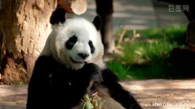 熊猫成都巨大的中国人